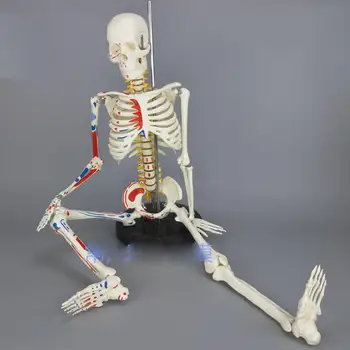  ПВХ 85 см Модель мышечного скелета человека Мышечная окрашенная Ненумерованная анатомическая модель скелета Медицинская помощь в обучении