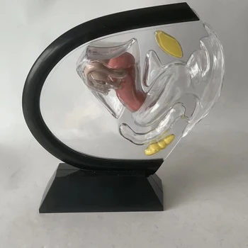 Прозрачная модель матки Видимая анатомическая модель влагалища человека Модель женского репродуктивного органа для медицинского образования